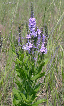 Image de Verbena stricta Vent.