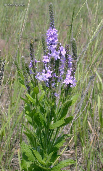 Image de Verbena stricta Vent.