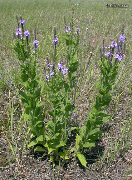 Image de Verbena stricta Vent.