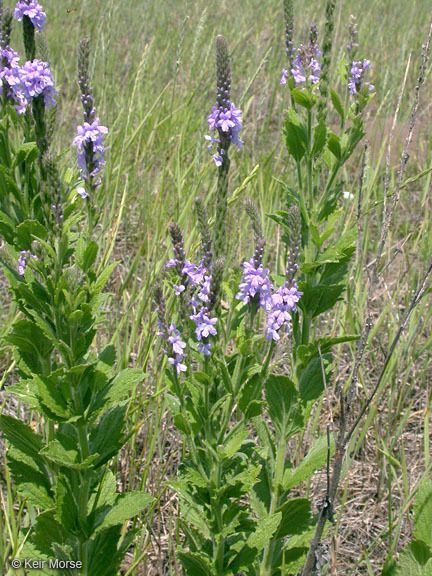 Image de Verbena stricta Vent.