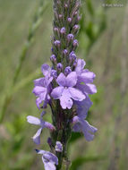 Image of hoary verbena