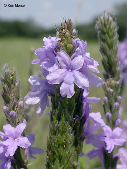 Image de Verbena stricta Vent.