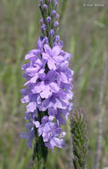 Image de Verbena stricta Vent.