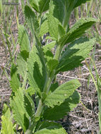 Image de Verbena stricta Vent.