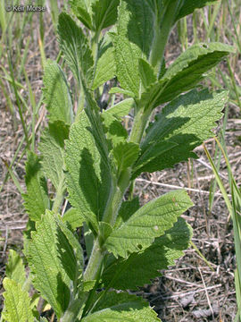 Image of hoary verbena