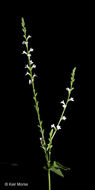 Image de Verbena urticifolia L.