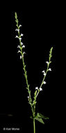 Image of white vervain