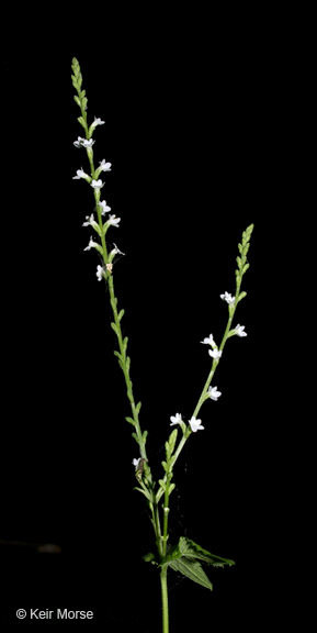 Image de Verbena urticifolia L.