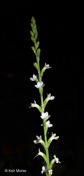 Image of white vervain