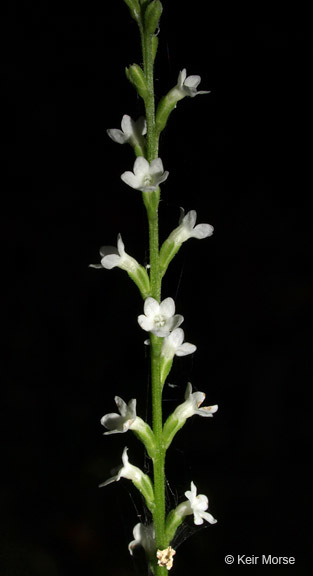 Image of white vervain