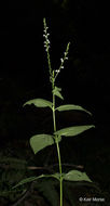 Image de Verbena urticifolia L.