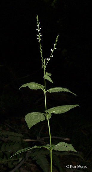 Image de Verbena urticifolia L.