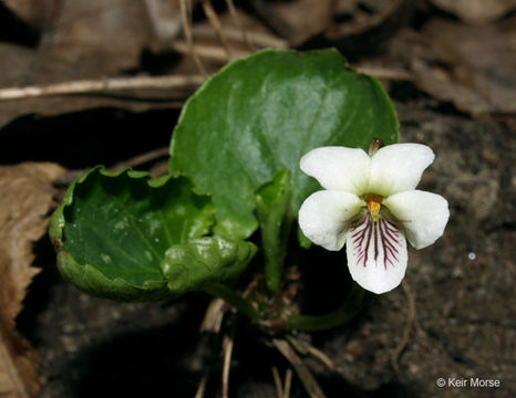 Image of sweet white violet