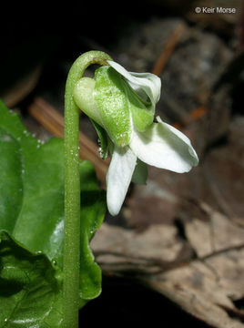 Image of sweet white violet