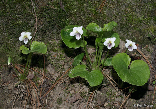 Image of sweet white violet