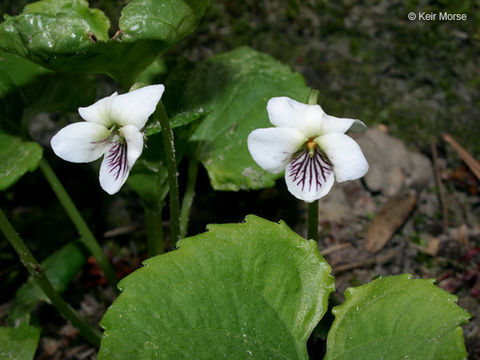 Image of sweet white violet