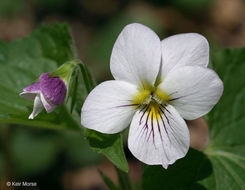 Sivun Viola canadensis var. rugulosa (Greene) C. L. Hitchc. kuva