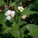 Imagem de Viola canadensis var. rugulosa (Greene) C. L. Hitchc.