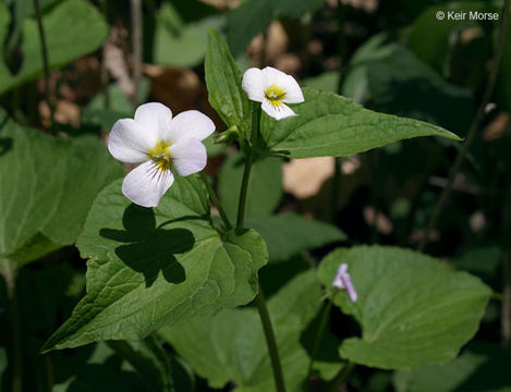 Image of creepingroot violet