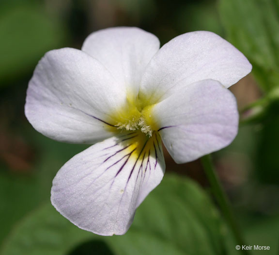 Sivun Viola canadensis var. rugulosa (Greene) C. L. Hitchc. kuva