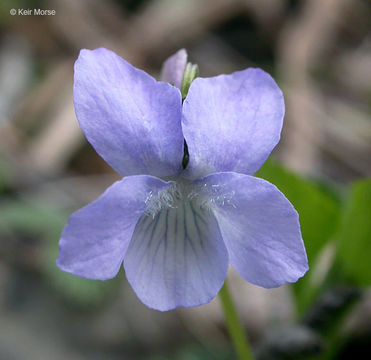 Image of alpine violet