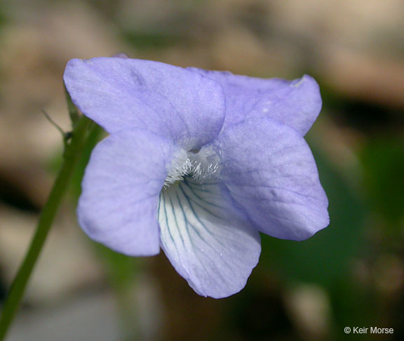 Sivun Viola labradorica Schrank kuva