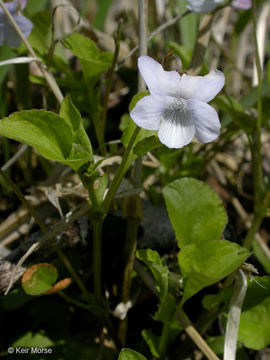 Image of alpine violet