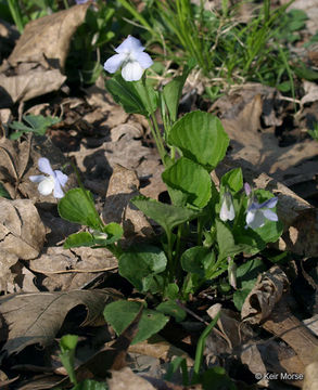 Image of alpine violet