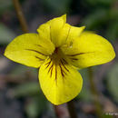 Слика од Viola orbiculata Geyer ex A. Gray