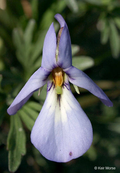 Image of birdfoot violet