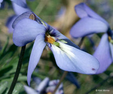 Image de Viola pedata L.