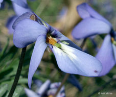 Image of birdfoot violet