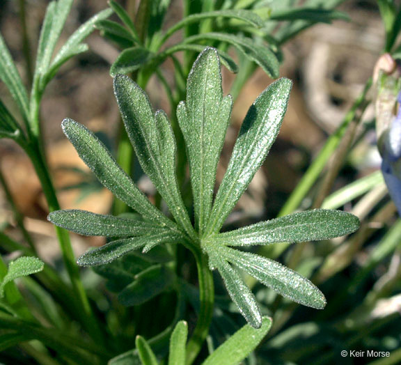 Image of birdfoot violet