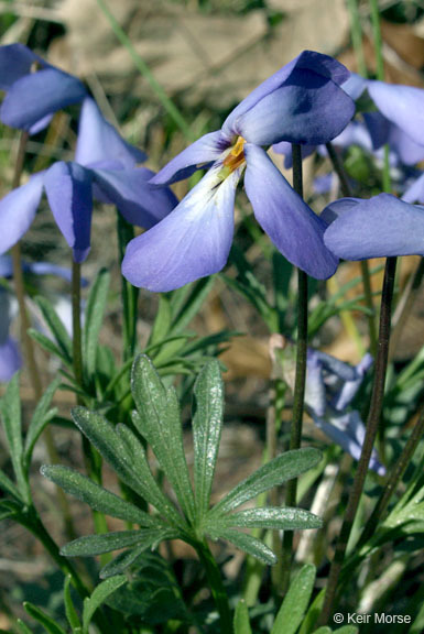 Image of birdfoot violet