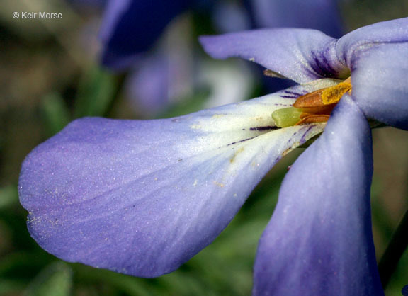 Image of birdfoot violet