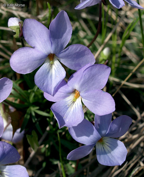 Image of birdfoot violet