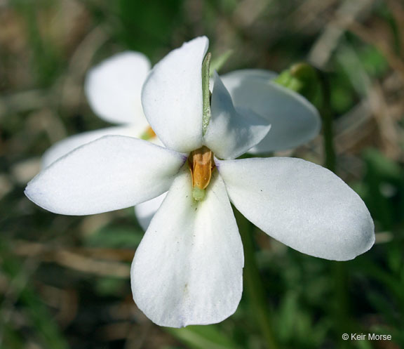 Image of birdfoot violet