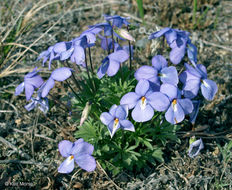 Image of birdfoot violet