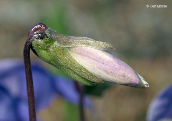 Image of birdfoot violet