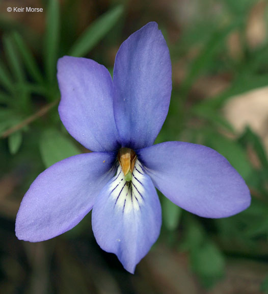 Image of birdfoot violet