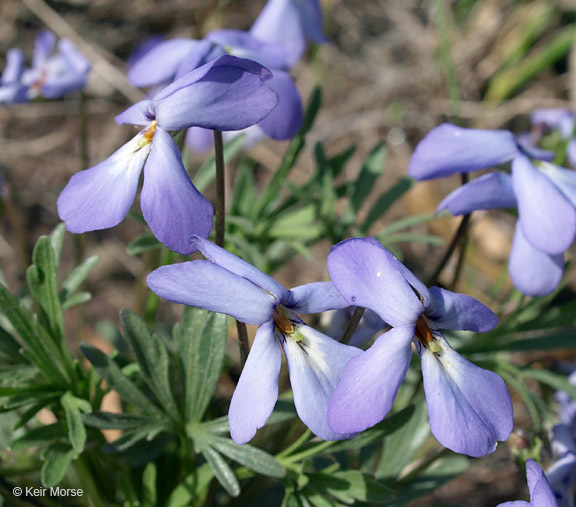 Image of birdfoot violet