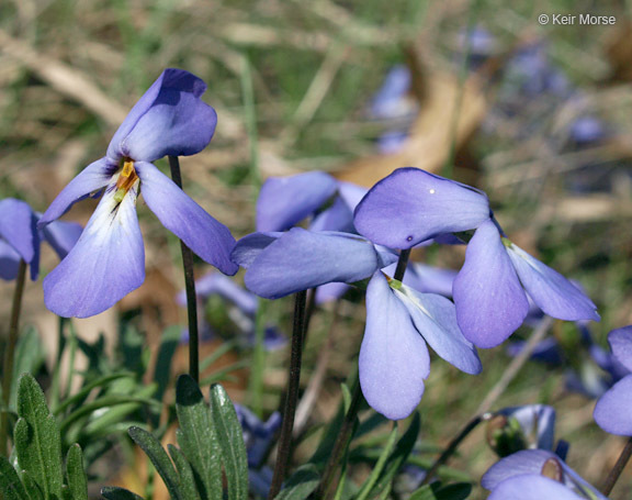 Image de Viola pedata L.