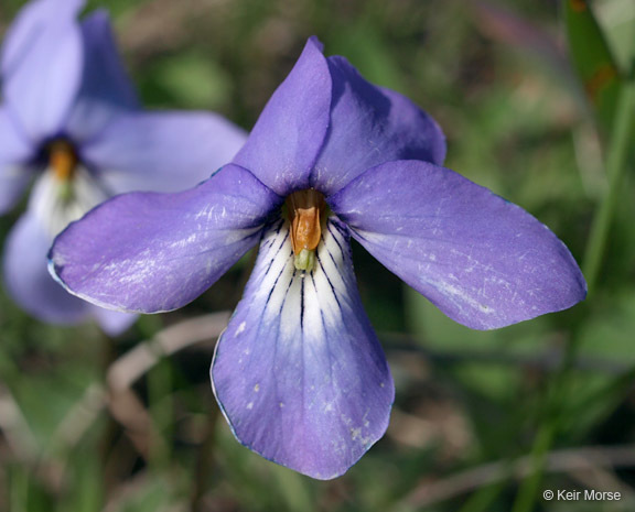 Image of birdfoot violet