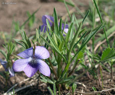 Image of prairie violet