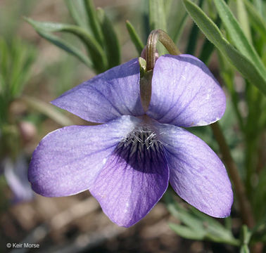 Image of prairie violet