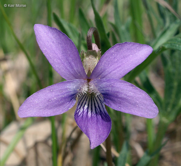 Image of prairie violet