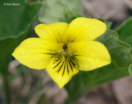 Image of downy yellow violet