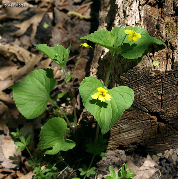 Image of downy yellow violet