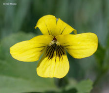 Image of downy yellow violet