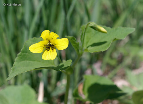 Image of downy yellow violet